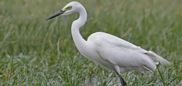 مالك الحزين يأكل جرذا ضخما بقضمة واحدة (فيديو)