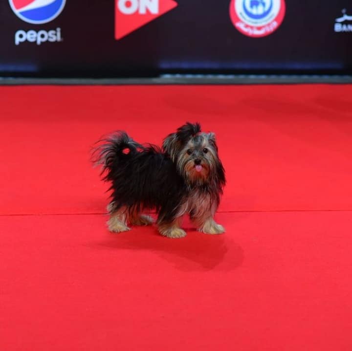 كلب ممثلة تونسية على السجاد الاحمر في الجونة