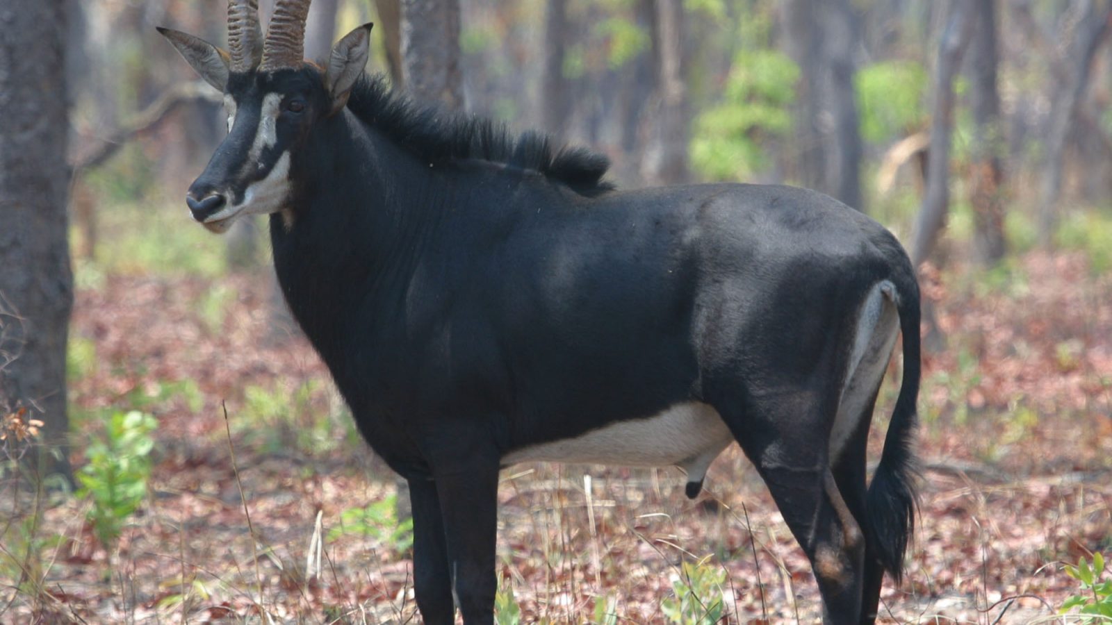 عملية صعبة لإنقاذ ظبي من إطار سيارة ظل عالقا حول رقبته (فيديو)