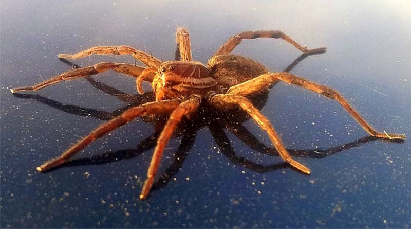 يد عنكبوتية مرعبة (فيديو)