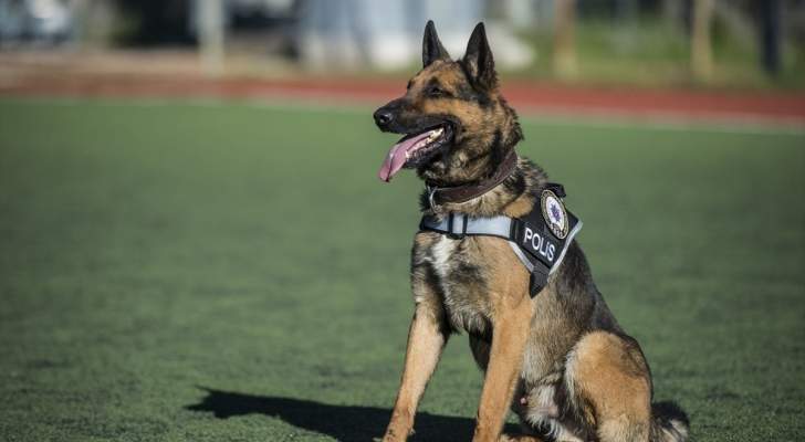 موكب مهيب يقود جنازة ضخمة لـ”كلب بوليسي”(فيديو) موكب مهيب يقود جنازة ضخمة لـ”كلب بوليسي”(فيديو)