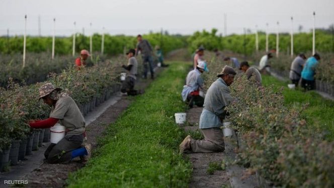 إيطاليا/ مشروع قانون لاستقدام عملة تونسيين بشكل مؤقّت