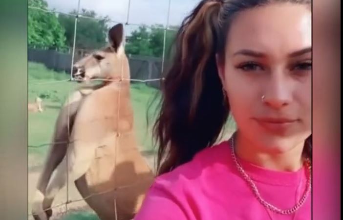 فيديو/ كنغر يحاول اغراء فتاة بعضلاته الاستثنائية!!