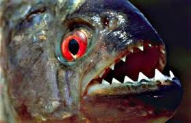 صياد برازيلي يفرّ من لسع النحل إلى موت مأساوي صياد برازيلي يفرّ من لسع النحل إلى موت مأساوي