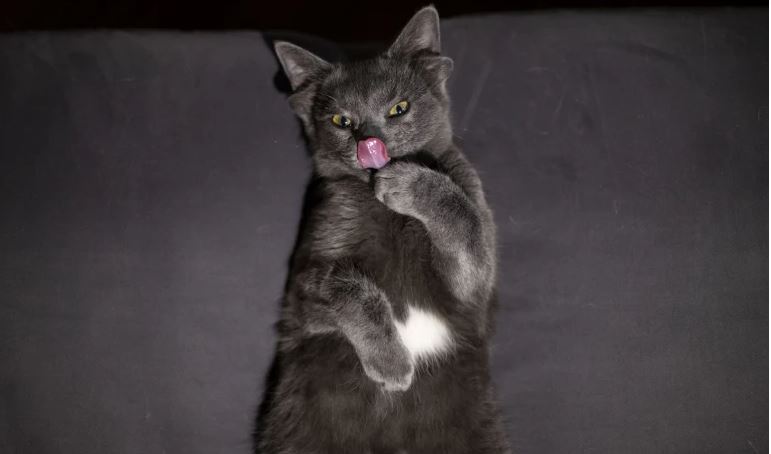 حالة نادرة/ قطة بـ 4 آذان (فيديو)