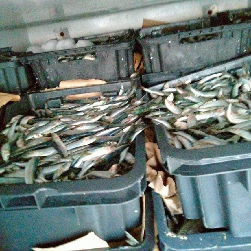 حجز ما يقارب 5 أطنان من الأسماك الفاسدة بهذه الولاية (صور) حجز ما يقارب 5 أطنان من الأسماك الفاسدة بهذه الولاية (صور)