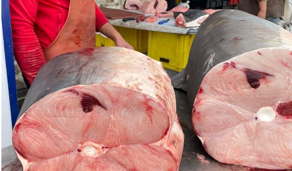 شاهد/ إصطياد قرش طوله  4 أمتار وبيعه في المنستير