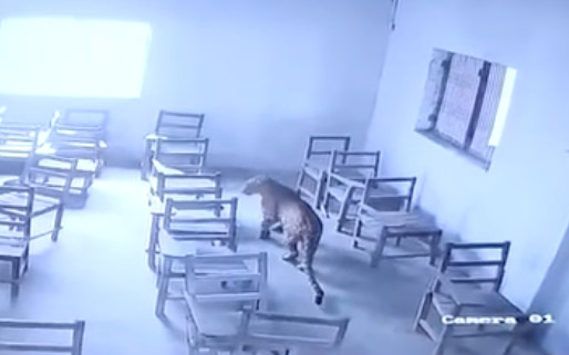 شاهد بالفيديو/ فهد يهاجم تلميذا داخل معهد شاهد بالفيديو/ فهد يهاجم تلميذا داخل معهد