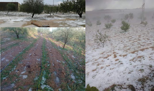 في الرائد الرسمي/ أمر رئاسي بتعويض الفلاحين المتضررين من الجوائح الطبيعية