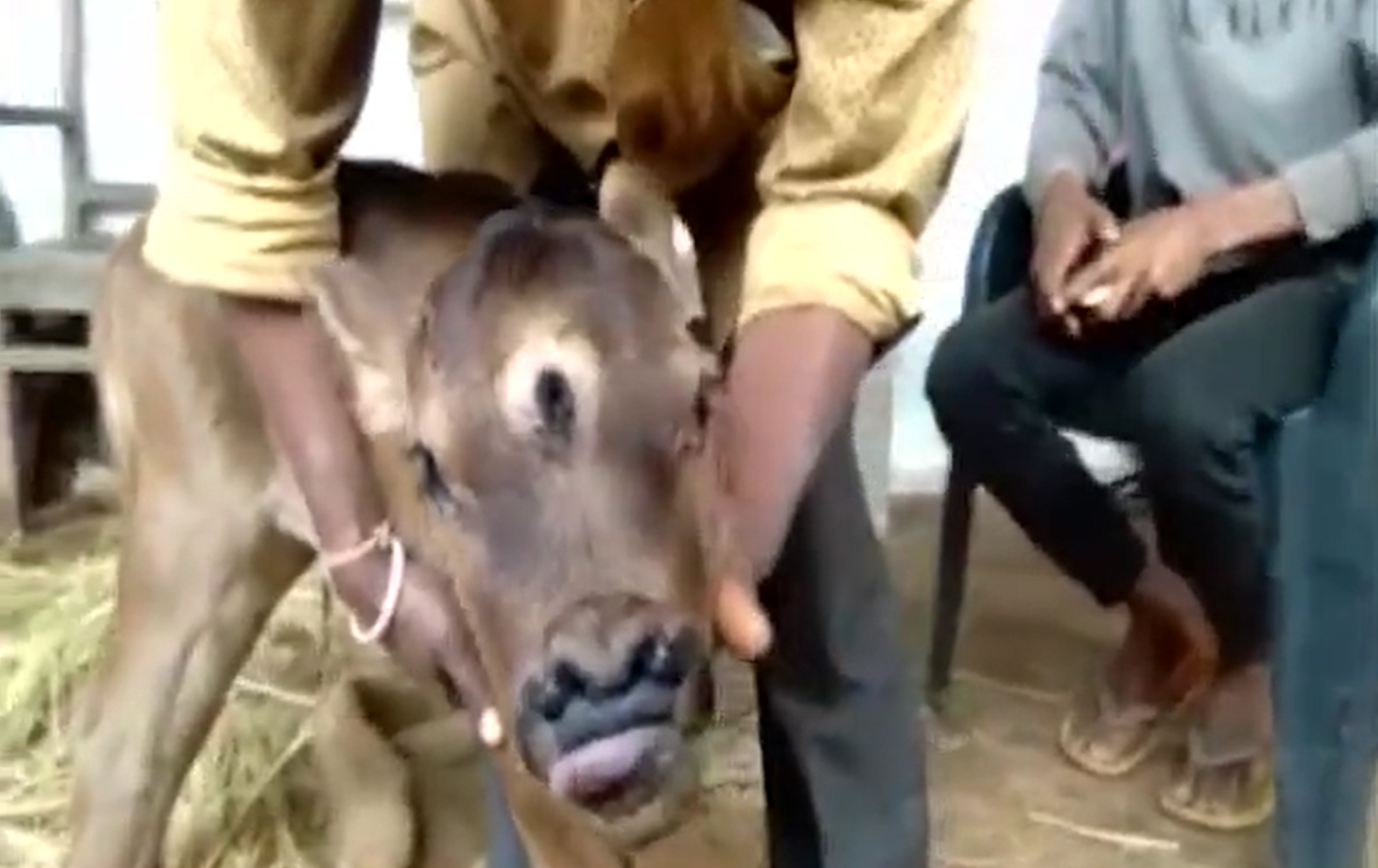 اصطف الأهالي لعبادته/ ولادة عجل بثلاث عيون وأربع فتحات أنف (فيديو) اصطف الأهالي لعبادته/ ولادة عجل بثلاث عيون وأربع فتحات أنف (فيديو)