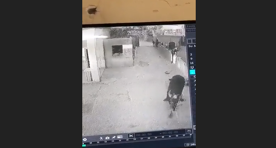 شاهد/ ثور هائج يقتحم مدرسة ويهاجم التلاميذ