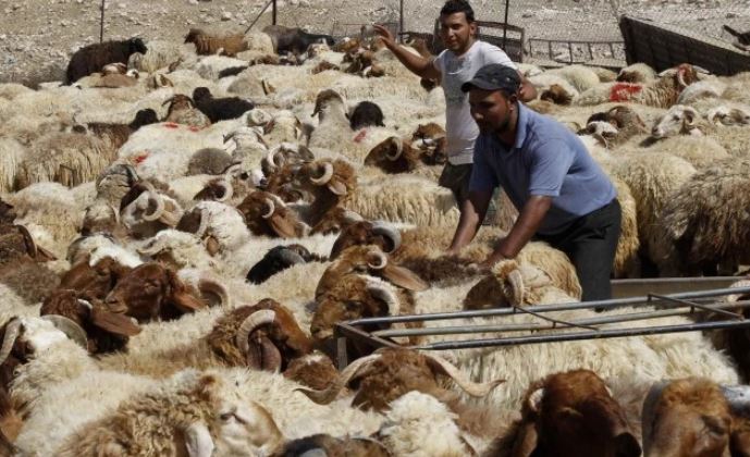 الحرس الوطني: ضبط 287 رأس غنم مهرّبة على الحدود مع الجزائر