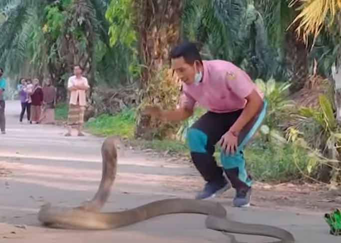 شاهد الفيديو/ هكذا أنقذ أفعى كوبرا عملاقة من الدهس شاهد الفيديو/ هكذا أنقذ أفعى كوبرا عملاقة من الدهس