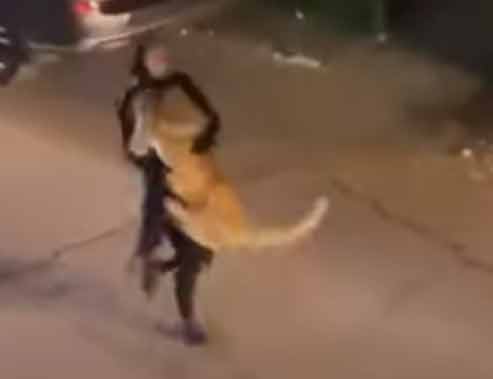 أرعب السكان/ فتاة تقبض على أسد هارب (فيديو)