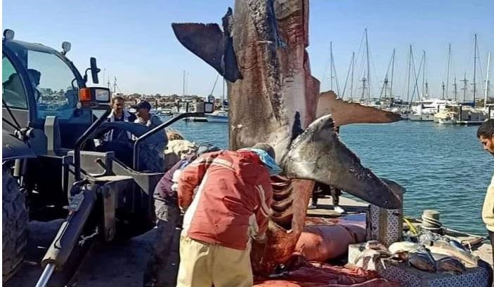 فيديو/ صياد أسماك يظفر بسمكة قرش عملاقة في جربة