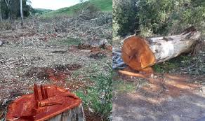 مجدّدا/ اعتداء خطير على الحوض الغابي في بوهرتمة