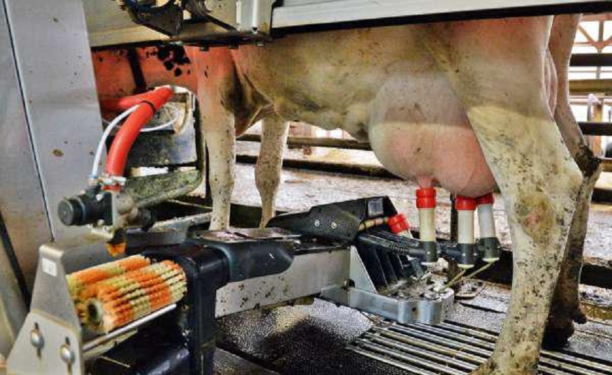 سيدي بوزيد/ آلة لحلب البقر تتسبّب في وفاة كهل