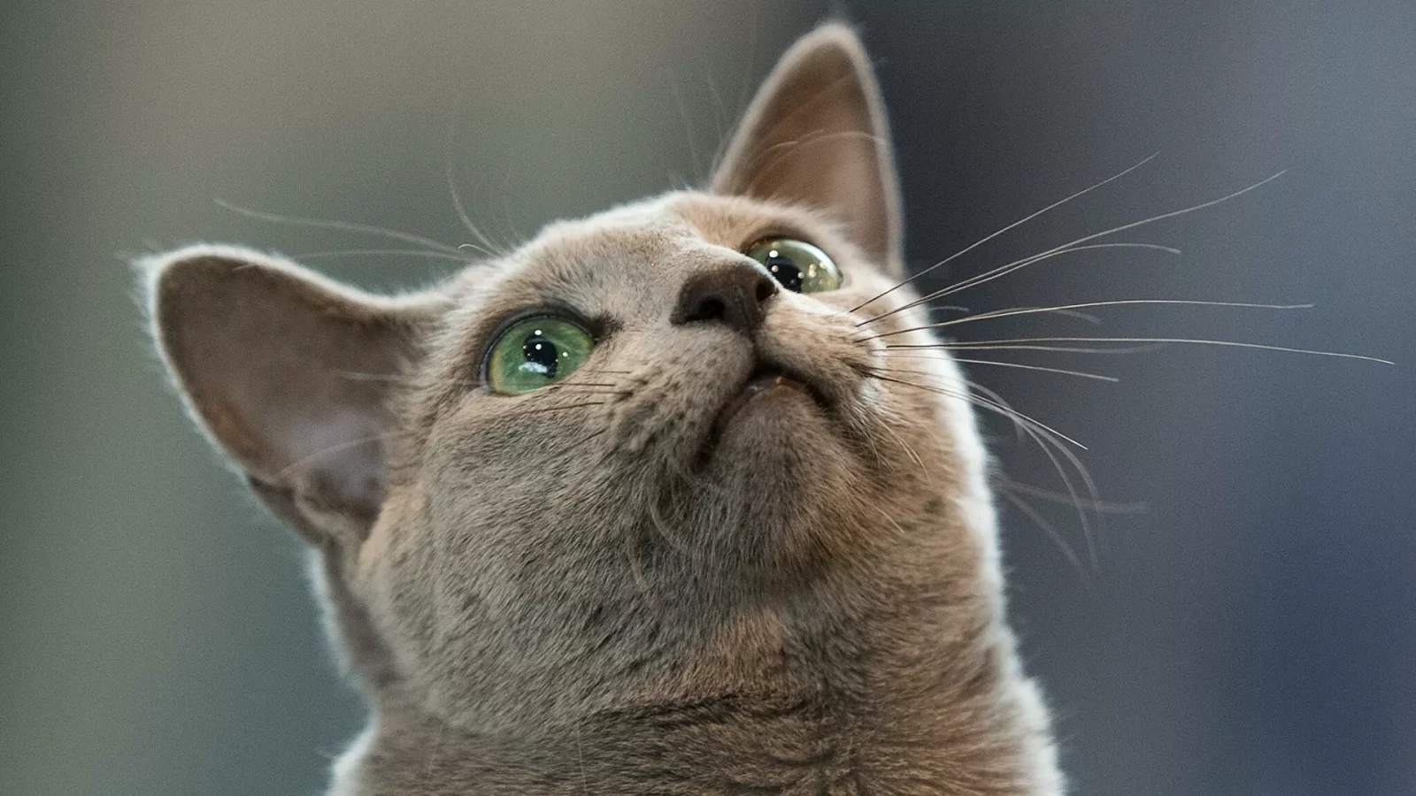 فرض عقوبات على القطط الرّوسية بسبب الحرب على أوكرانيا!!