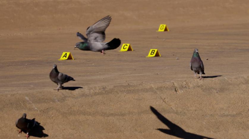 روسيا: ضبطنا طيور مسرّبة من مختبرات فيروسات أوكرانية بأراضينا