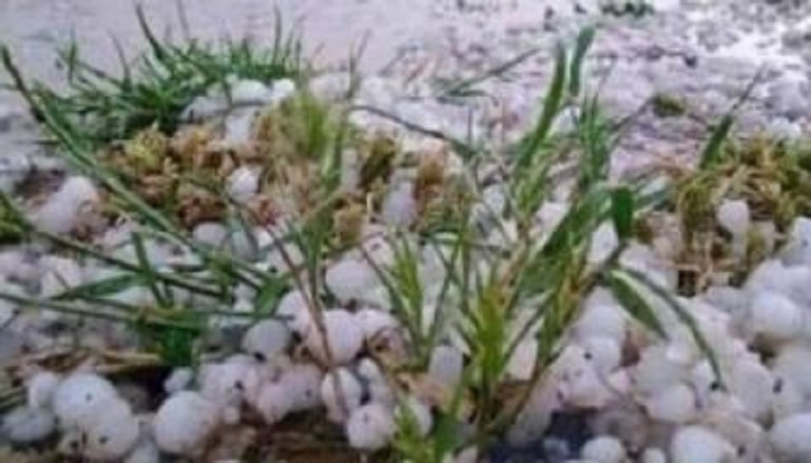 القيروان/ تساقط البرد يتسبب في أضرار للمحاصيل الفلاحية (صور)