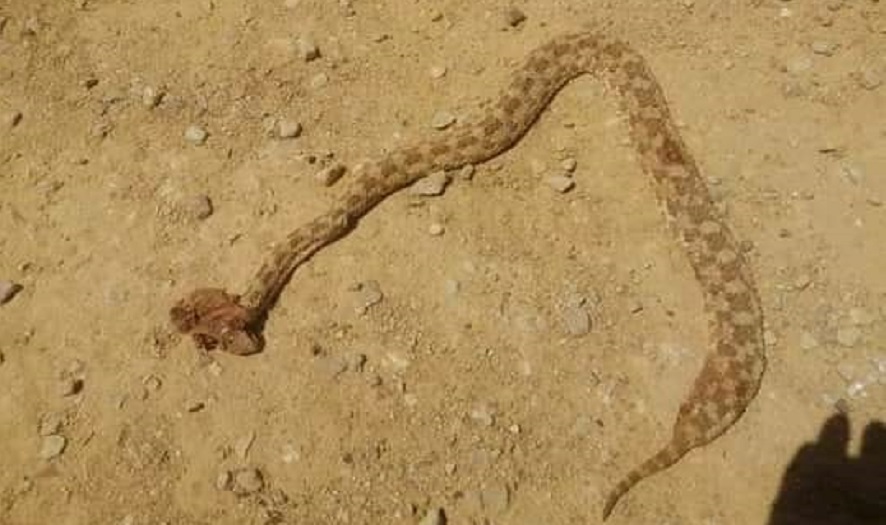 فاجعة في الحامّة بسبب أفعى