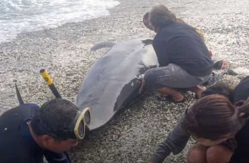 أنثى حوت ابكت اليابان