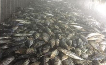 حجز 25 طن من الأسماك المهرّبة في القيروان