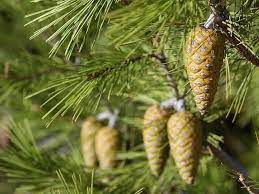 القصرين/ الثروة الغابية مُهددة بالتلف والموت.. والسبب حشرة