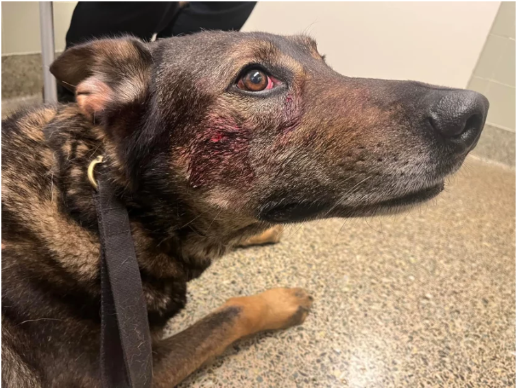 أمريكا/ اعتقال شخص عضّ كلبا للشرطة!