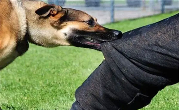 قابس/ وفاة تلميذة بسكتة قلبية خوفا من كلب