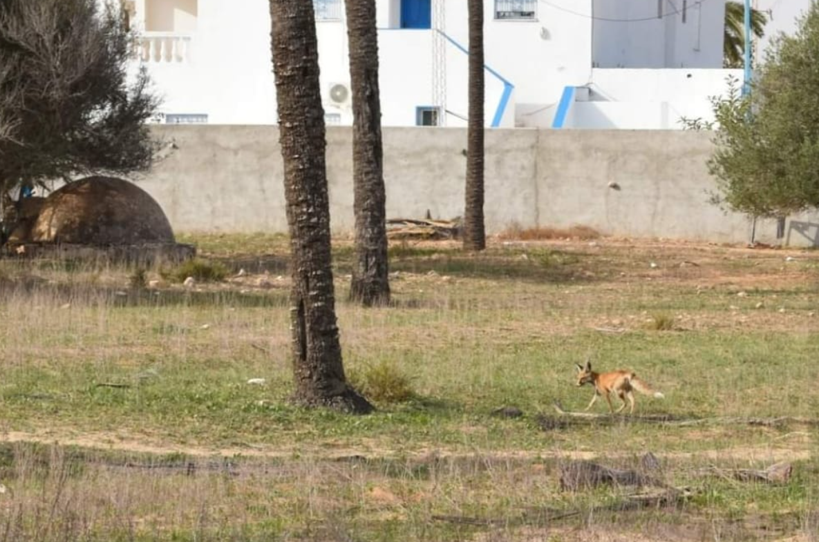 الثعالب تغزو جزيرة جربة (صور)