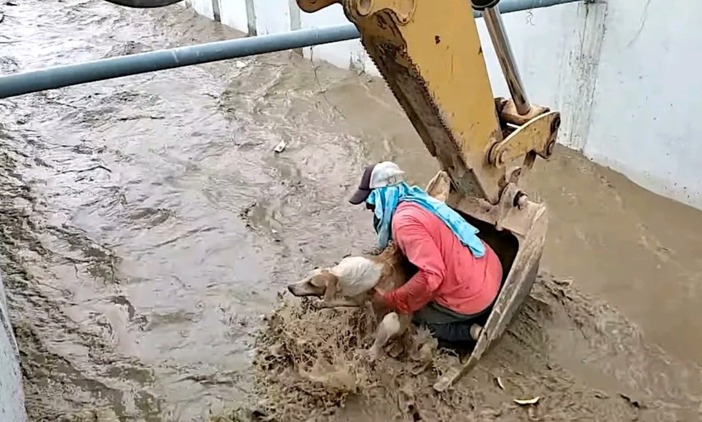 شاهد الفيديو/ عملية إنقاذ كلب علق في سيل جارف