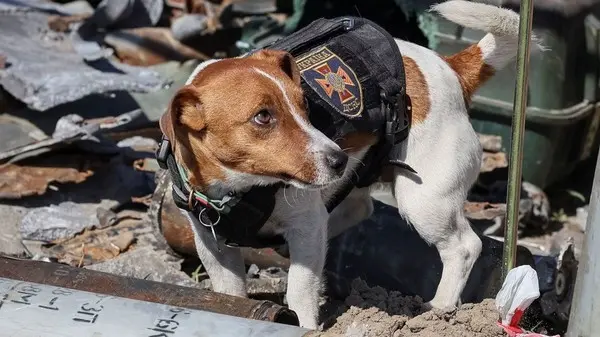 فيديو/ زيلينسكي يكرّم كلبا