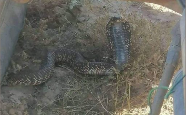 مع إرتفاع درجات الحرارة/ تحذير من أفاعي الكوبرا في هذه المنطقة