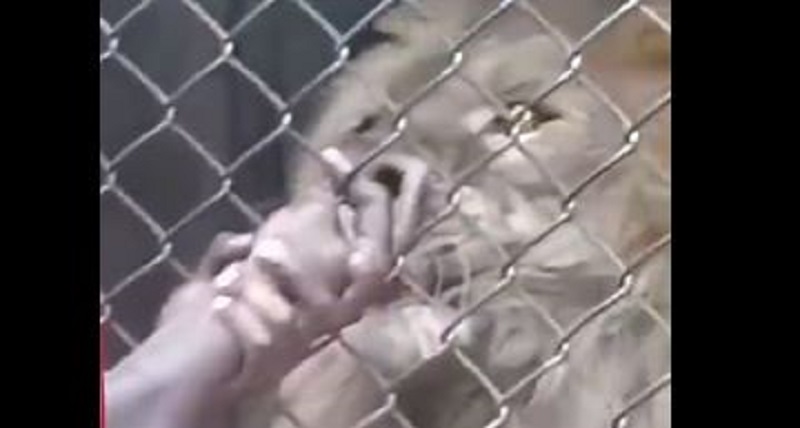 شاهد الفيديو/ حاول ممازحة أسد فكاد يفقد يده