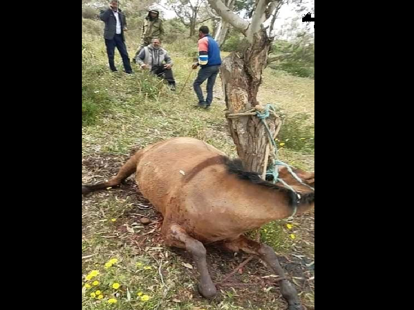 قليبية/ يسرقون بغلة ويشنقونها في شجرة!! (صور)