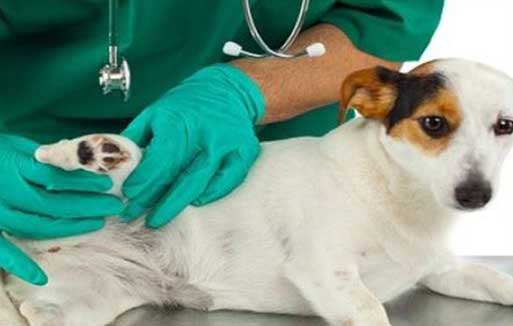 قعفور/ يمارس مهنة الطب البيطري دون شهادة علمية