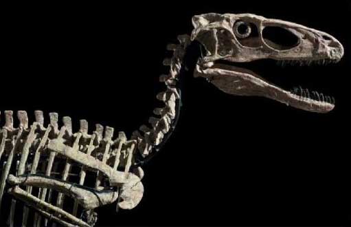 هيكل عظمي لديناصور يباع بسعر خيالي في مزاد علني