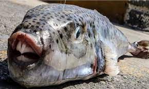 ظهور أسماك سامّة في خليج قابس