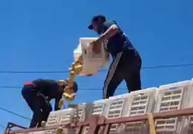 شاهد الفيديو/ بطاطا بـ700 ومفماش شكون يشري