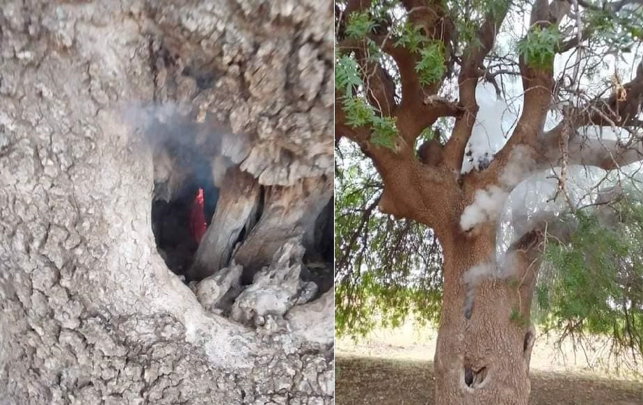 شاهد الفيديو/  تصاعد الدخان من قلب شجرة أصابتها صاعقة في منزل بوزيان