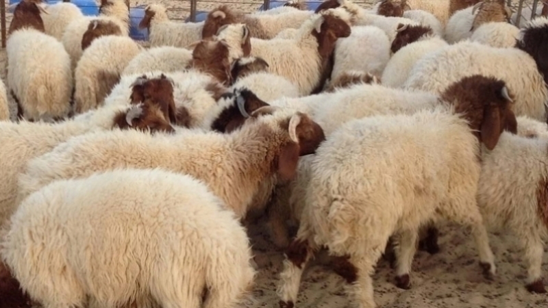 بين 500 و800 دينار/ أسعار الأضاحي لدى شركة اللحوم