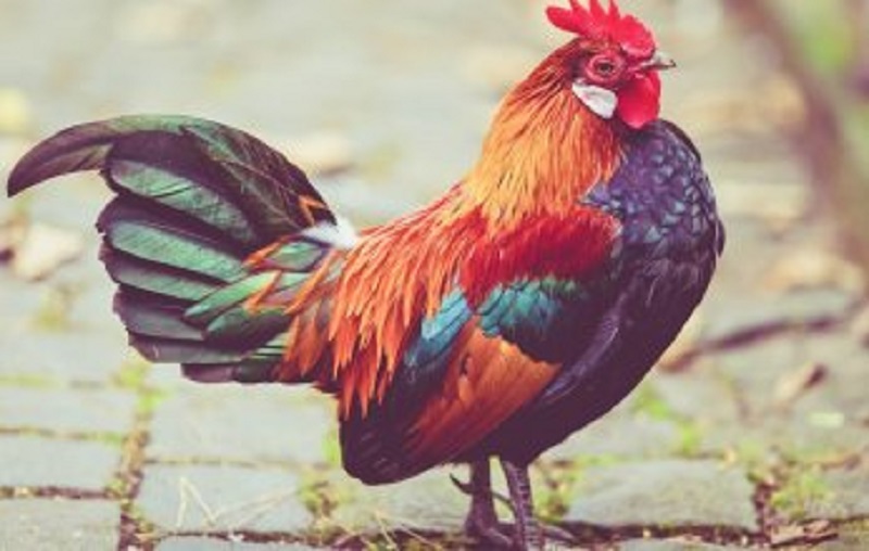 هل تعلم أن بعض الحضارات كانت تعبد الدجاج؟ هل تعلم أن بعض الحضارات كانت تعبد الدجاج؟