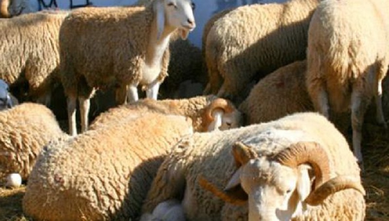 سيدي بوزيد/ إرتفاع أسعار الأضاحي بأكثر من 100 دينار