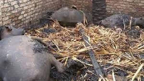 كان صاحبها سيبيعها كأضاحي للعيد/ نفوق 17 رأس غنم في حريق بسيدي بوزيد