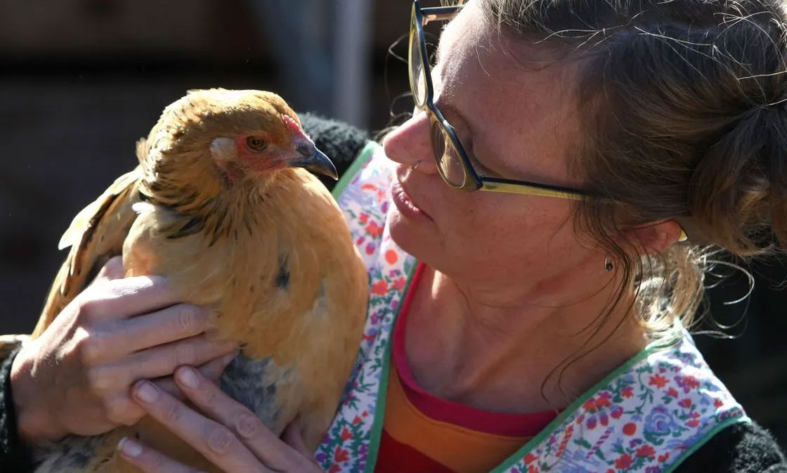 أمريكا/ تحذيرات صارمة من تقبيل الدواجن.. التفاصيل