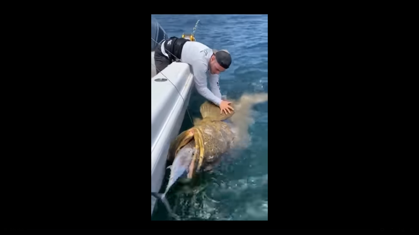 شاهد الفيديو/ صيّاد يباغت سمكة هامور ضخمة أثناء تناولها لسمكة أخرى