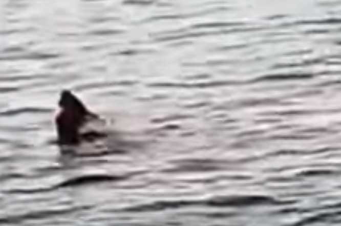 فيديو مرعب/ لحظات هجوم قرش على سائحة في الغردقة بمصر