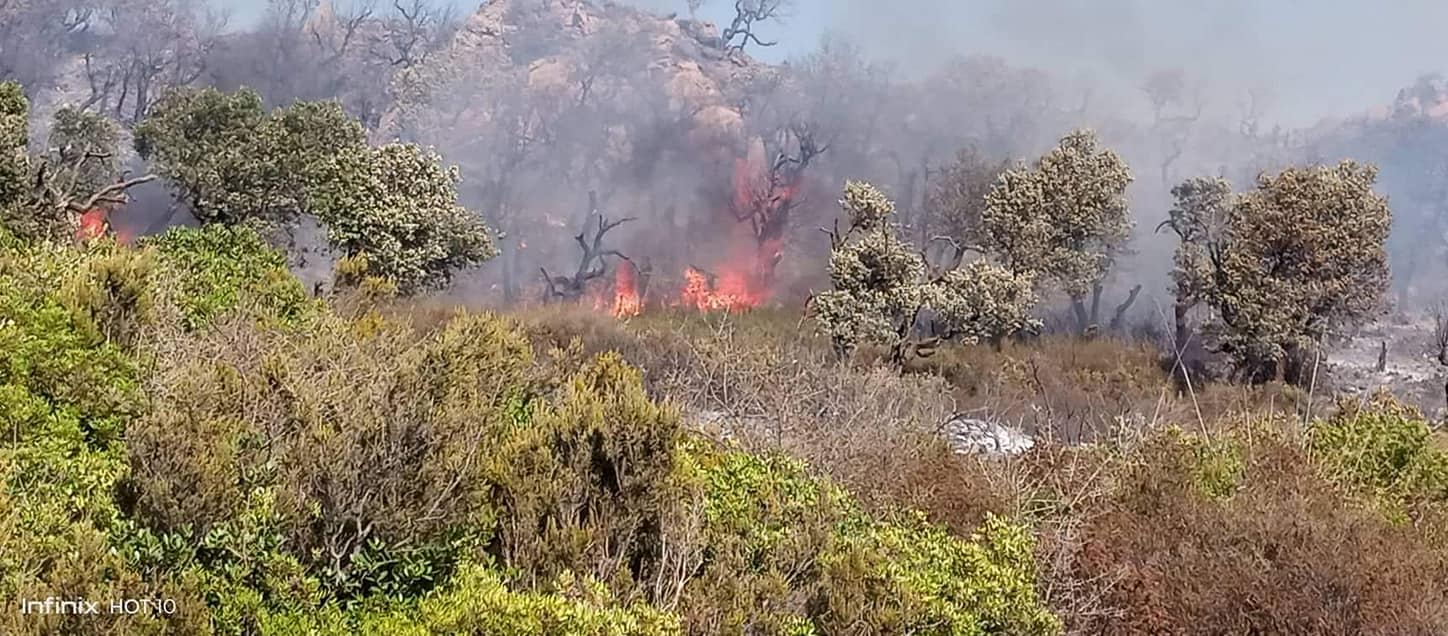 جندوبة/ اندلاع 6 حرائق نتيجة ارتفاع درجات الحرارة (صور)