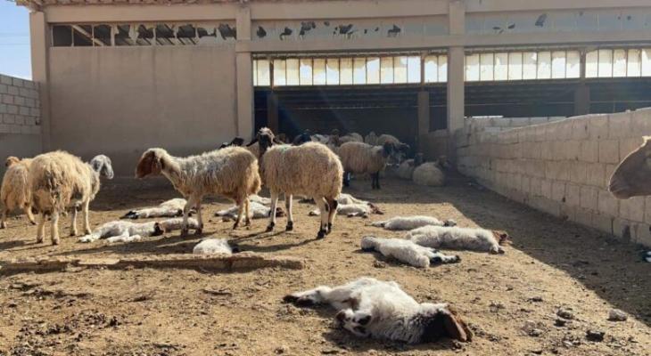 القصرين/ مرض نادر يفتك بالدواجن والحيوانات